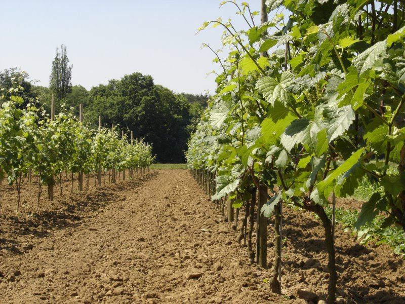 Rijen wijnstokken op domein Chartreuzenberg